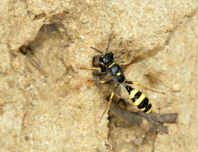 Female Mellinus arvensis flying towards her burrow bearing prey Female Mellinus arvensis flying towards her burrow bearing prey