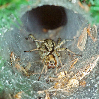Agelena labyrinthica checking the entrance to its web
