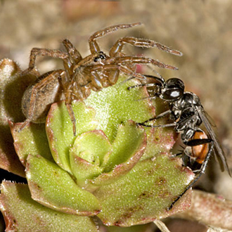 Arachnospila anceps stores prey on foliage near the ground
