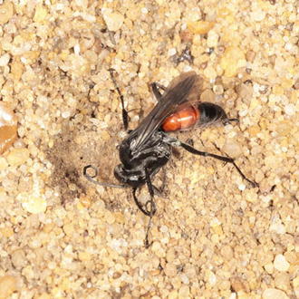 The species is a fast and efficient burrower