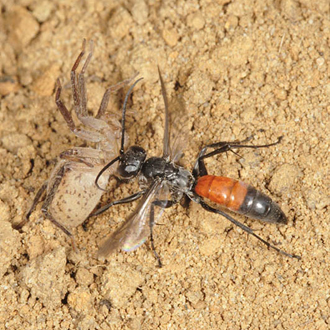 The burrow dug, prey is transported backwards, with or without assistance from the wings