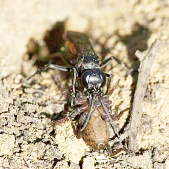 Part 1: pulling prey into the burrow