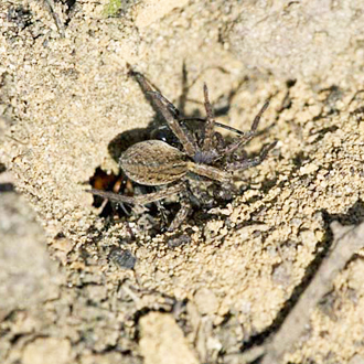 Part 2: the prey disappears from view