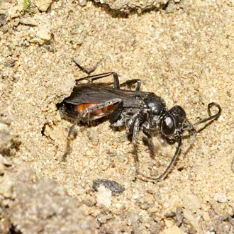 The burrow is filled in with great speed