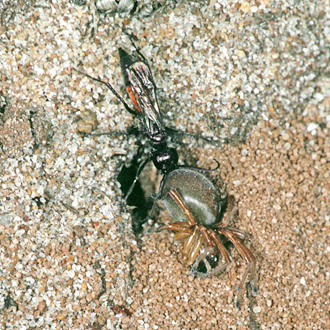 Hauling prey by the spinnerets at the burrow