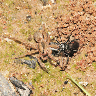 Arachnospila trivialis hauling prey into her burrow, built on a site where bonfires are burned