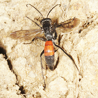 Arachnospila trivialis is very similar to anceps