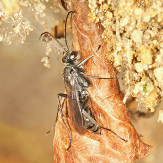 Auplopus carbonarius female