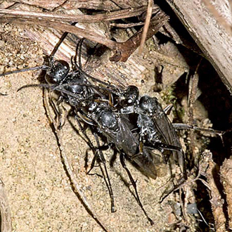 One female and two males in a mating frenzy