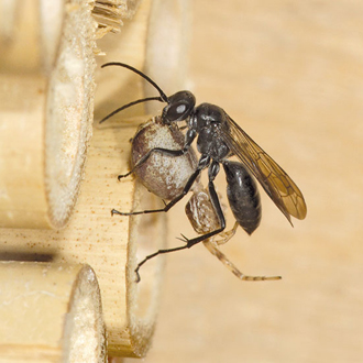 Showing the versatility of the species, this Auplopus carbonarius nested in bamboo in my garden in 2012