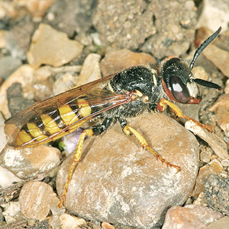 This Beewolf (Philanthus triangulum) female measured 27mm