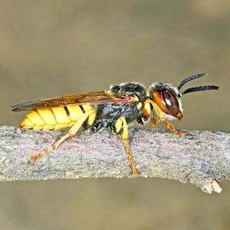 The yellow markings vary considerably even within one population