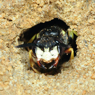 Female paleface - one of the distinguishing features of the species