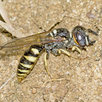 Males sometimes dig burrows but not for nesting