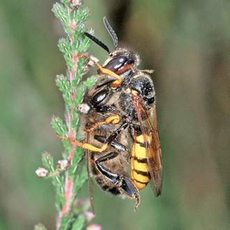 Female Beewolf with honeybee soon after capture