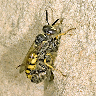 About to enter the nest burrow with her prey