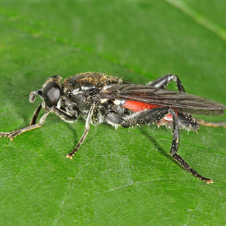Female Brachypalpoides lentus, a species associated with Beech trees