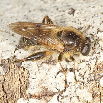 Male Brachypalpus laphriformis, a nationally scarce species
