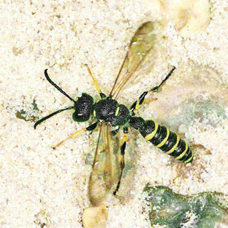 Cerceris arenaria male