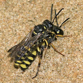 An initial pairing on the sandy slopes of the pit