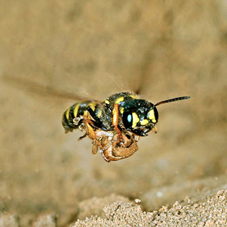 Female Cerceris arenaria in flight with a weevil
