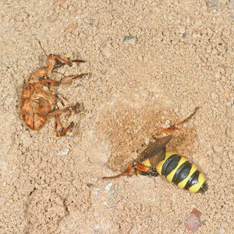 A rare case of burrowing after depositing the prey