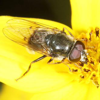 Cheilosia caerulescens female, a recent arrival in Britain from the continent