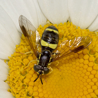 Chrysotoxum bicinctum female nectaring