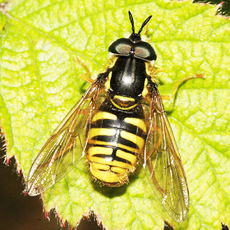 Male Chrysotoxum cautum, showing the characteristically broad abdomen