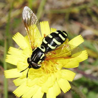 Female Chrysotoxum festivum, a widespread species