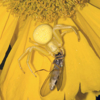 Perfect camouflage has paid off for this Misumena vatia