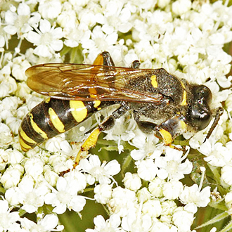 Male Crabro cribrarius, the largest of the three species