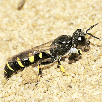 Crabro peltarius male