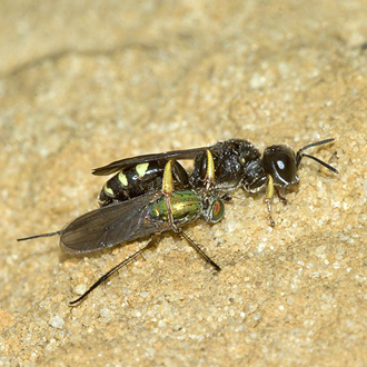Crabro scutellatus prey almost entirely on Dolichopodidae flies