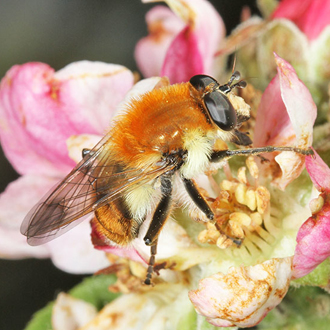 Criorhina floccosa male on apple blossom
