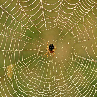 Cross Spider (Araneus diadematus) in her web