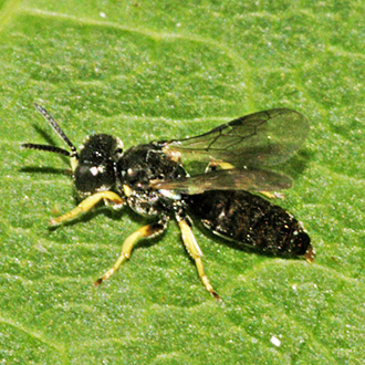 Female Crossocerus ovalis