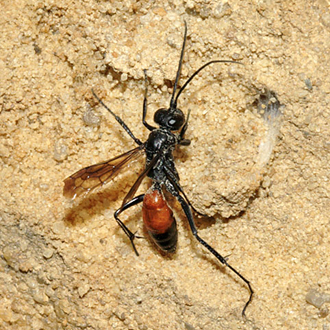 Cryptocheilus notatus female going up the face of the sandpit