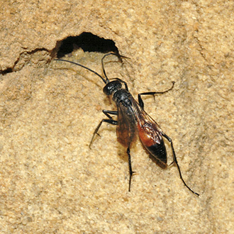 About to enter a burrow