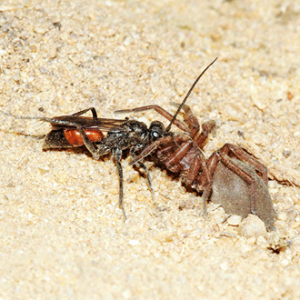 Having difficulty moving the prey, Drassodes cupreus