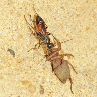 Travelling proved easier on the vertical face