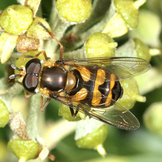 Male Didea fasciata