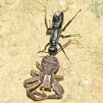 Dipogon variegatus hauling crab spider Xysticus cristatus by the spinnerets