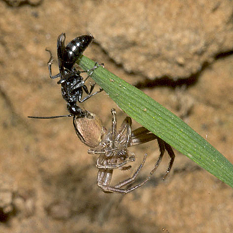 Making life difficult - carrying prey up a grass stem