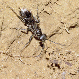 Collecting spiders' web and sand to help seal up the nest site
