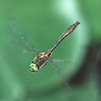 A Downy Emerald (Cordulia aenea) male defending his territory