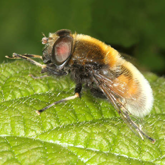 Male Eristalis intricarius, a bumblebee mimic