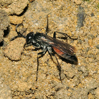 Evagetes crassicornis female prospecting for an occupied nest