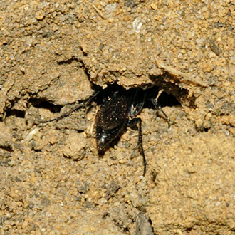 Hard at work gaining entry to the burrow