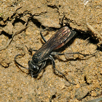 The first burrow almost refilled